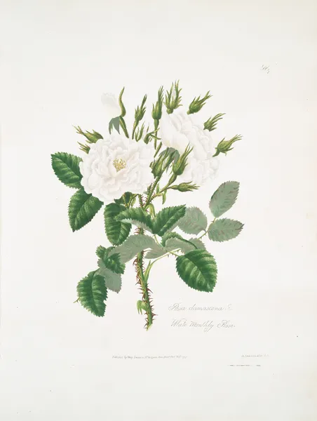 Rosa damascena 2 av Mary Lawrance