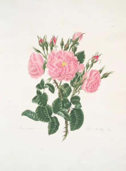 Rosa damascena av Mary Lawrance