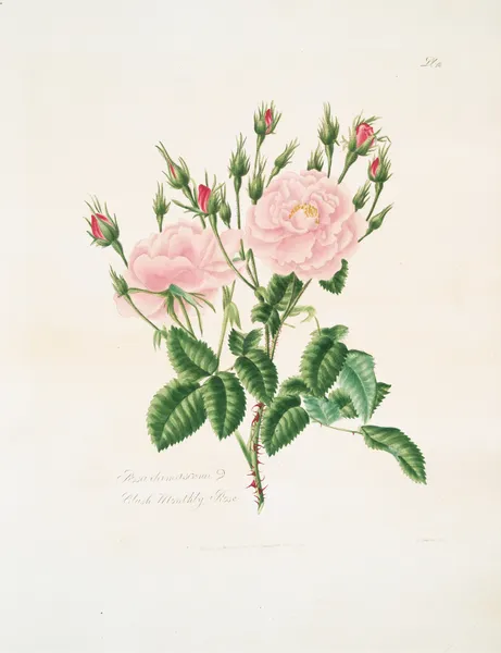 Rosa damascena3 av Mary Lawrance