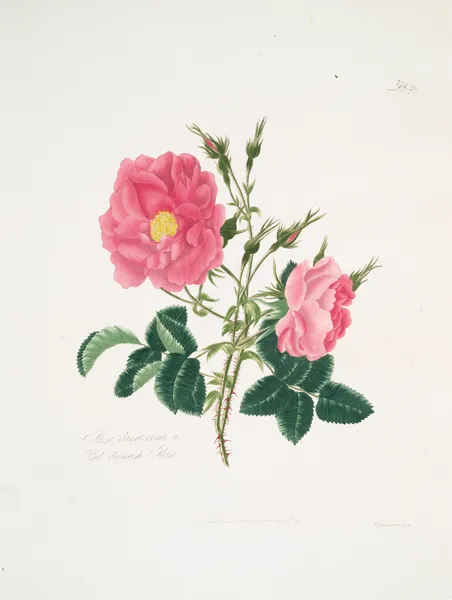 Rosa damascena4 av Mary Lawrance