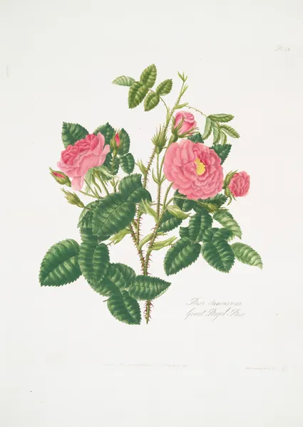 Rosa damascena6 av Mary Lawrance