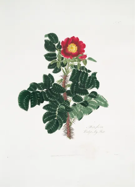 Rosa ferox av Mary Lawrance