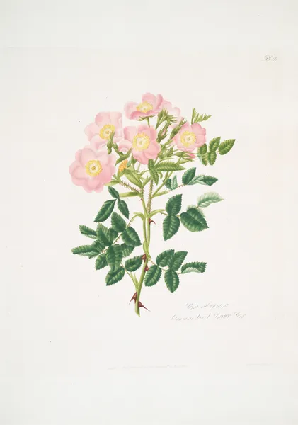 Rosa indigossa av Mary Lawrance