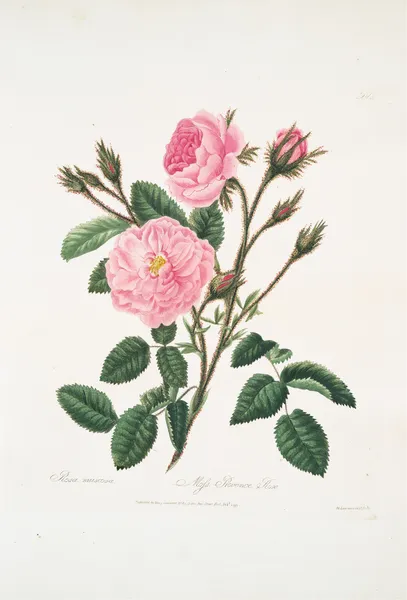 Rosa muscosa av Mary Lawrance
