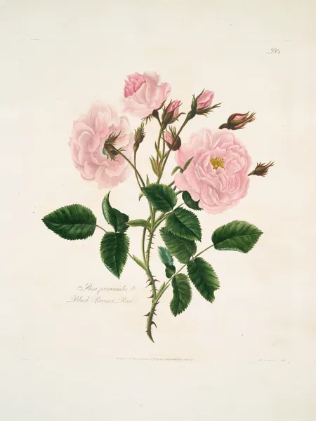Rosa, provincialis av Mary Lawrance