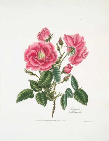 Rosa provincialis3 av Mary Lawrance