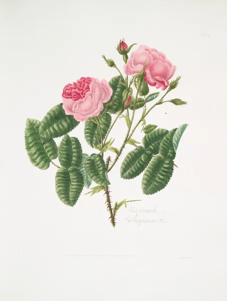 Rosa provincialis4 av Mary Lawrance