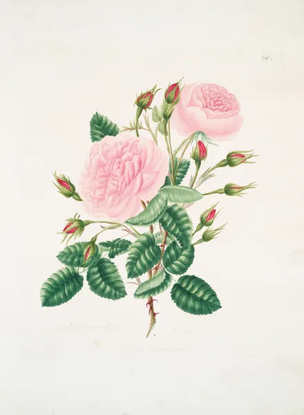 Rosa provincialisa av Mary Lawrance