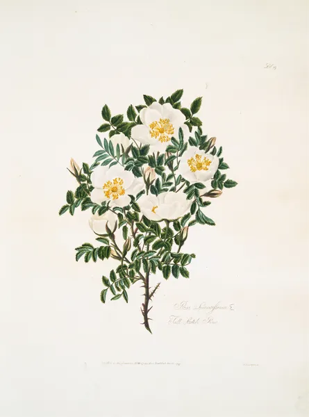 Rosa spinosissima2 av Mary Lawrance
