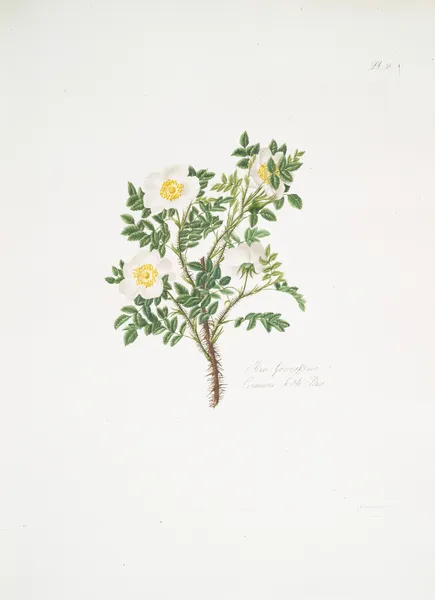 Rosa spinosissima3 av Mary Lawrance
