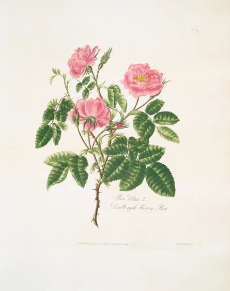 Rosa villosa av Mary Lawrance