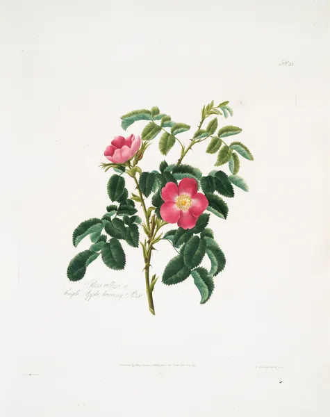 Rosa villosa2 av Mary Lawrance