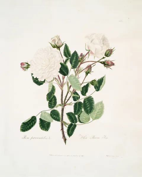 White provincialis av Mary Lawrance