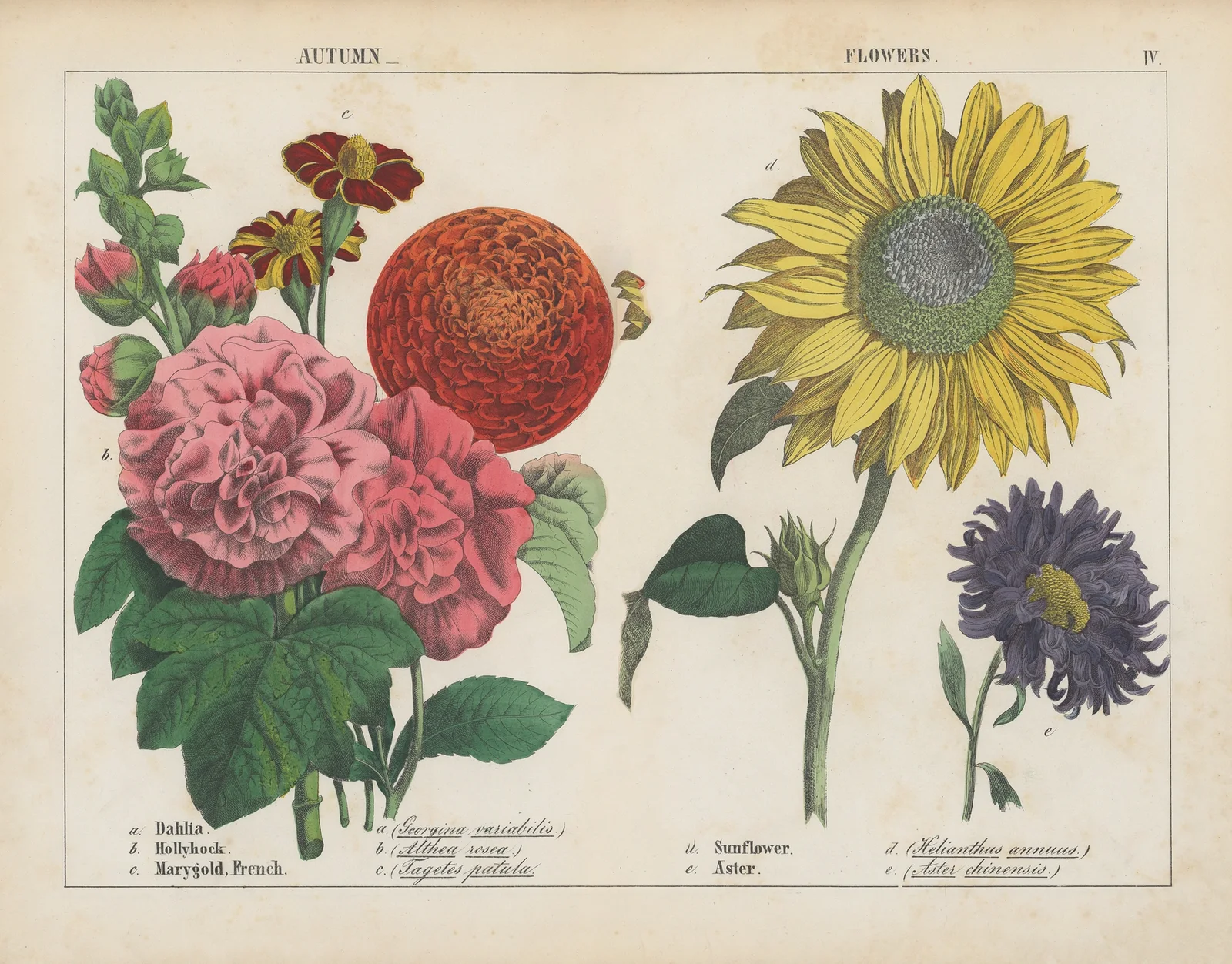 Autumn Flowers av Charlotte Mary Yonge