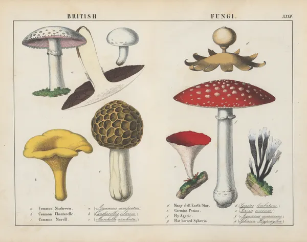 British Fungi av Charlotte Mary Yonge