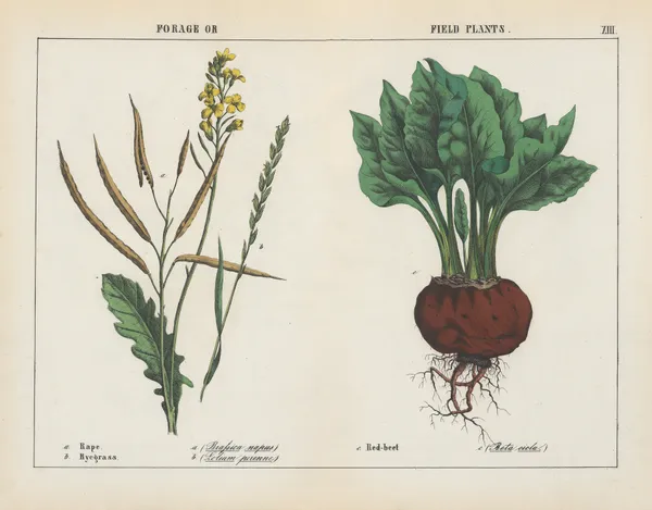 Forage or Field Plants (Rape, Ryegrass, Red-beet), 1858 – nr 2 av Charlotte Mary Yonge