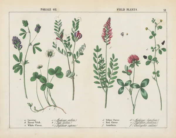 Forage or Field Plants, 1858 – nr 1 av Charlotte Mary Yonge