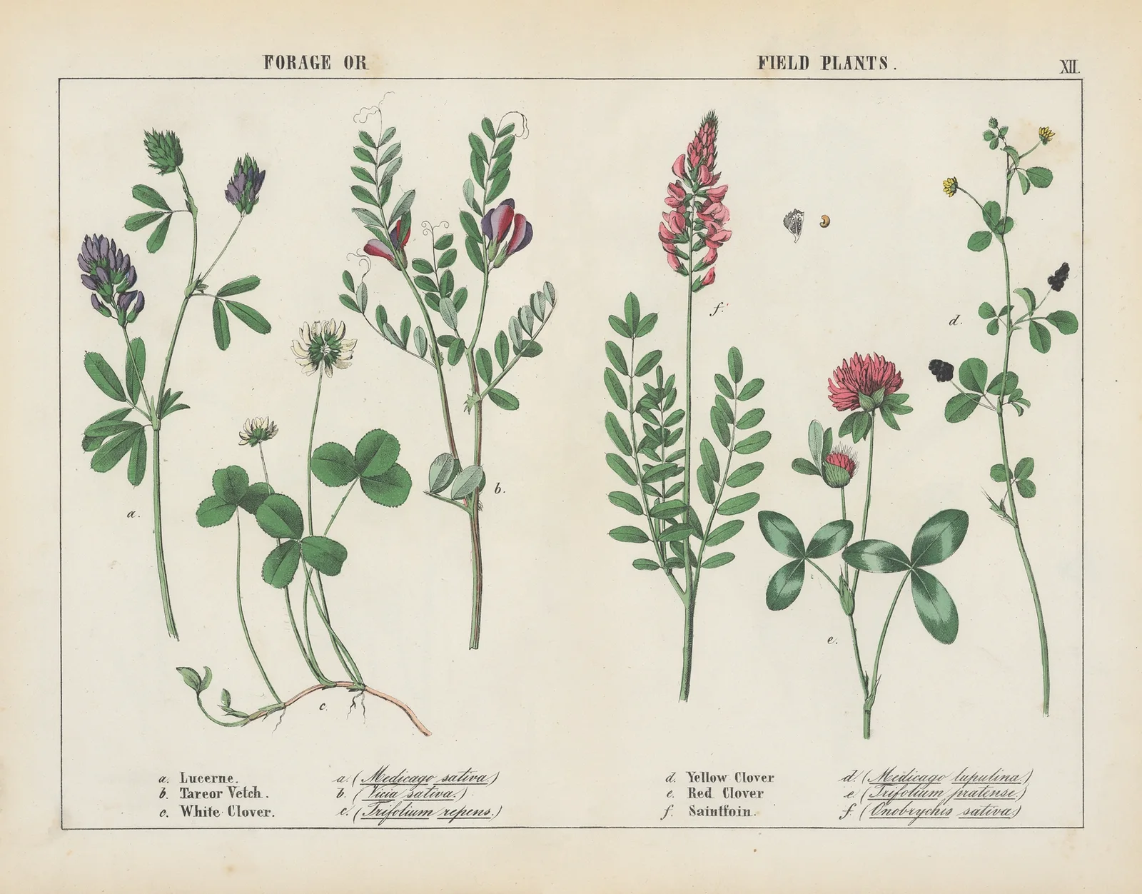 Forage or Field Plants, 1858 – nr 1 av Charlotte Mary Yonge