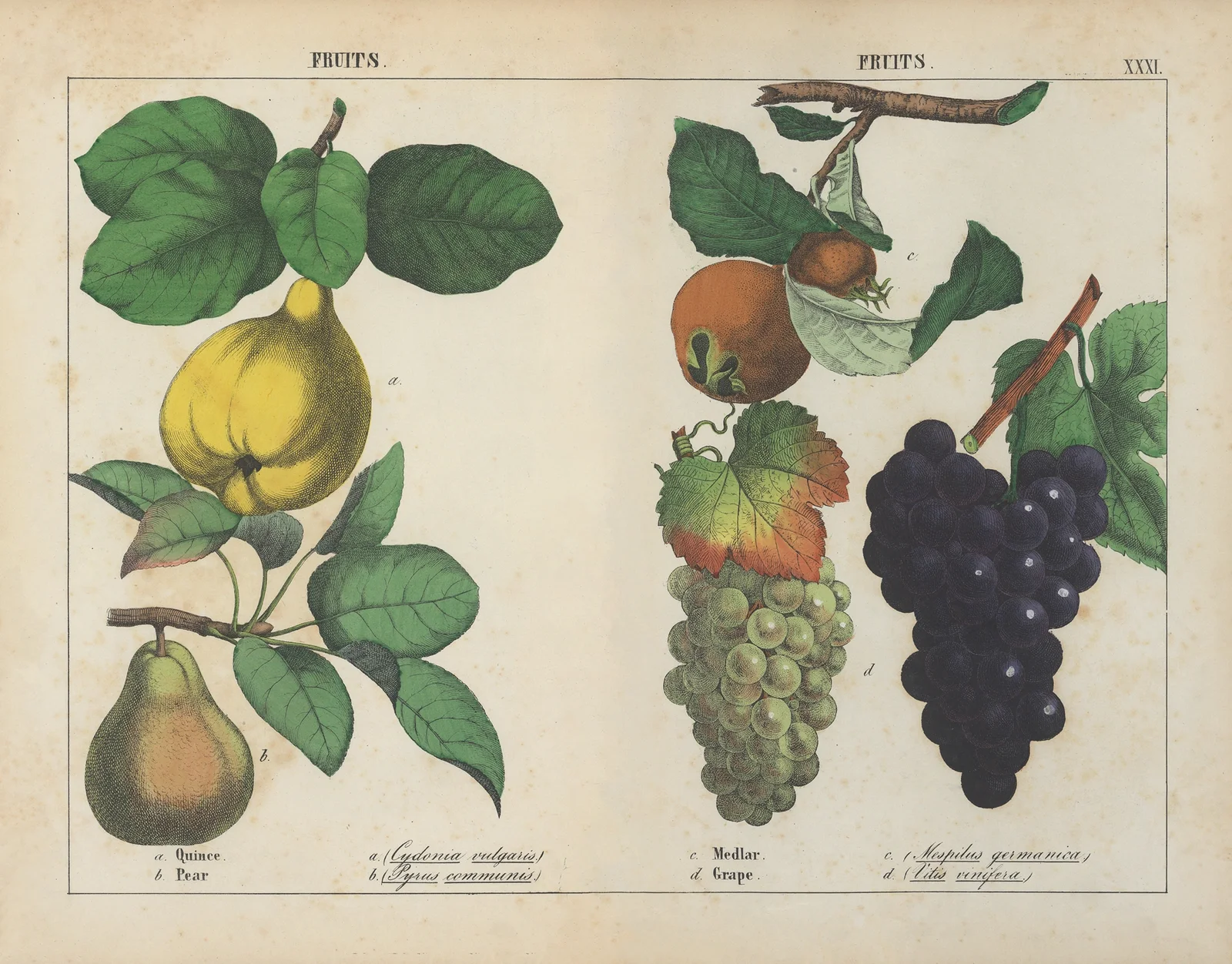 Fruits (Quince, Pear, Medlar, Grape) av Charlotte Mary Yonge