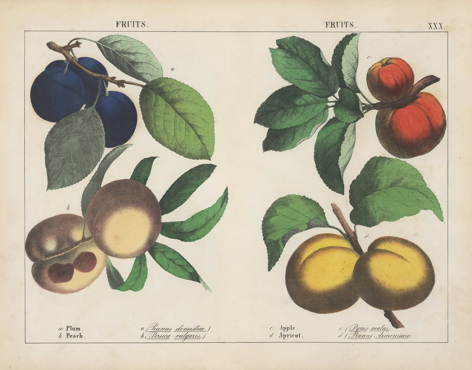 Fruits (Plum, Peach, Apple, Apricot) av Charlotte Mary Yonge