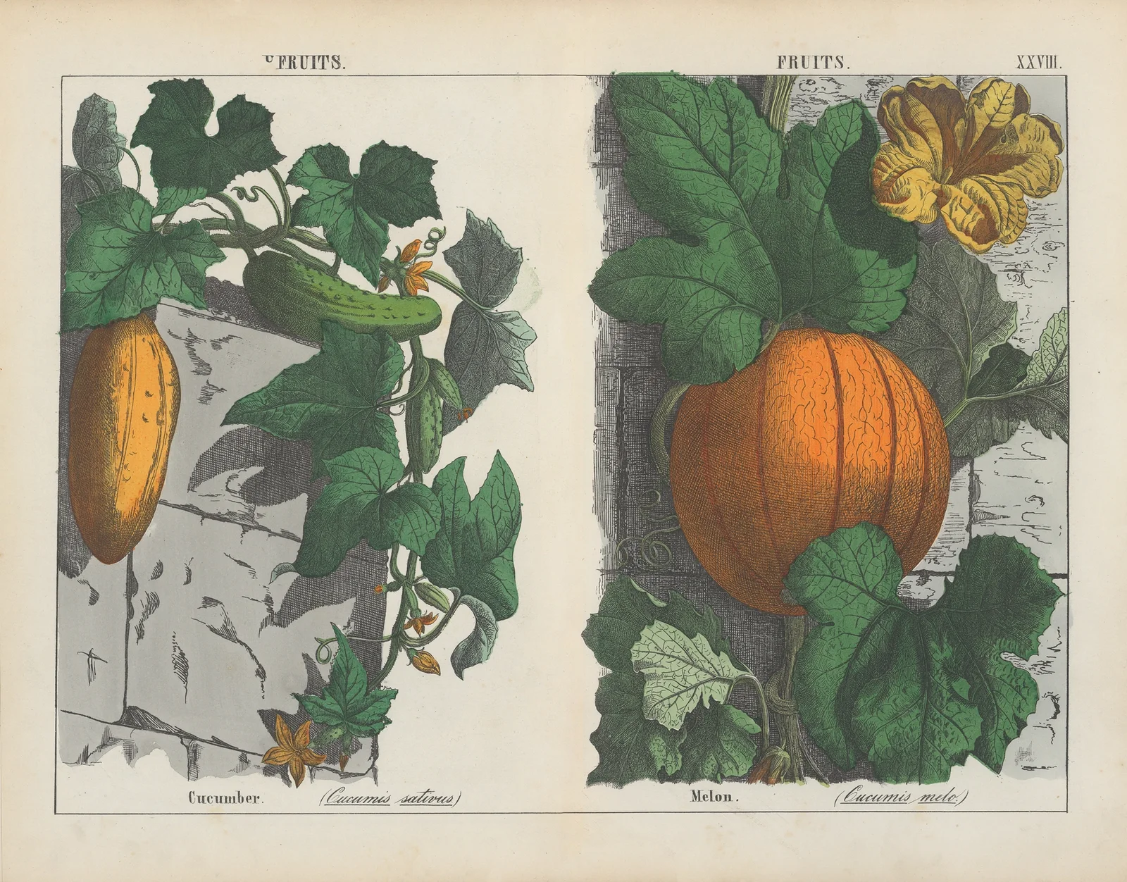 Fruits (Cucumber, Melon) av Charlotte Mary Yonge