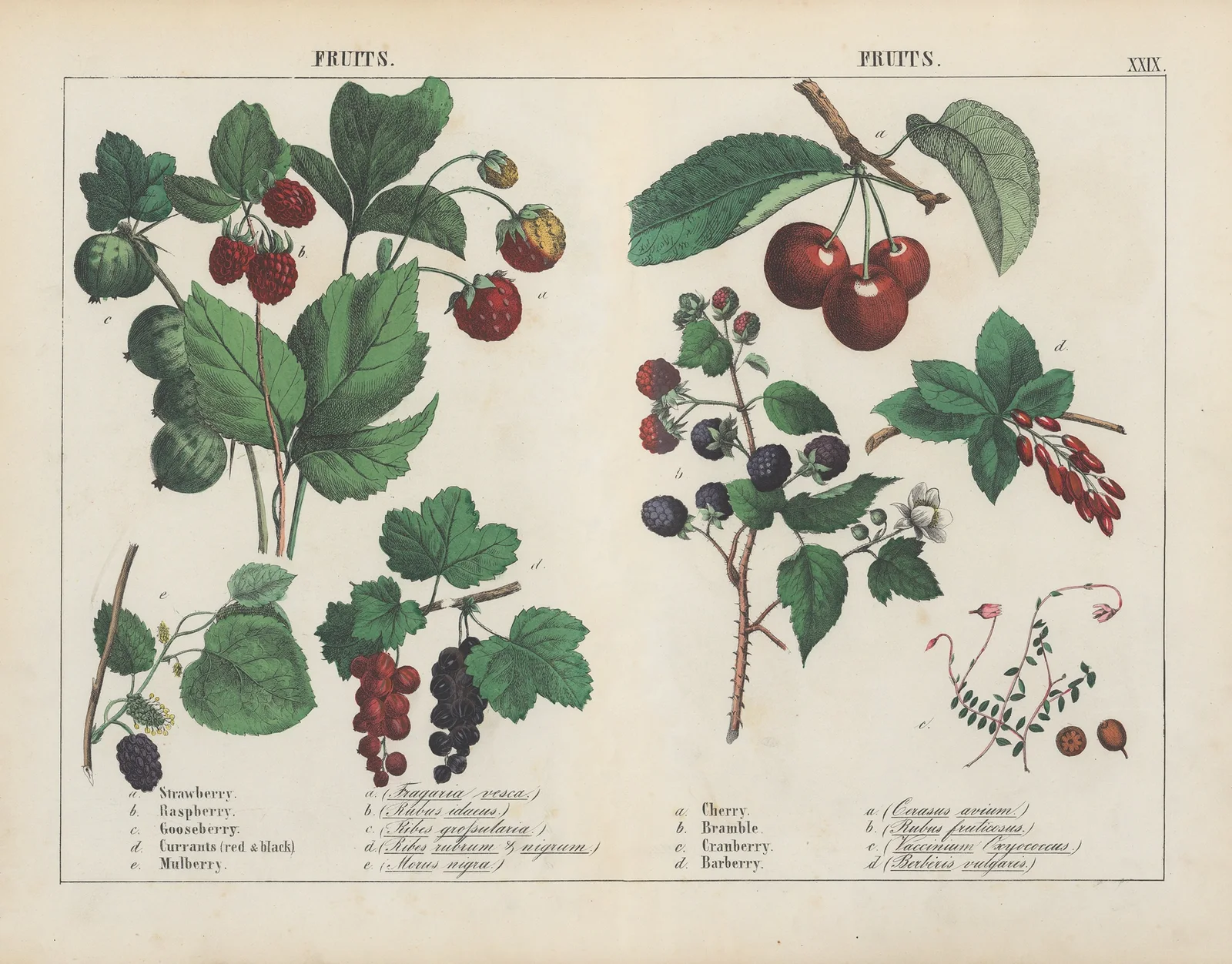 Fruits av Charlotte Mary Yonge