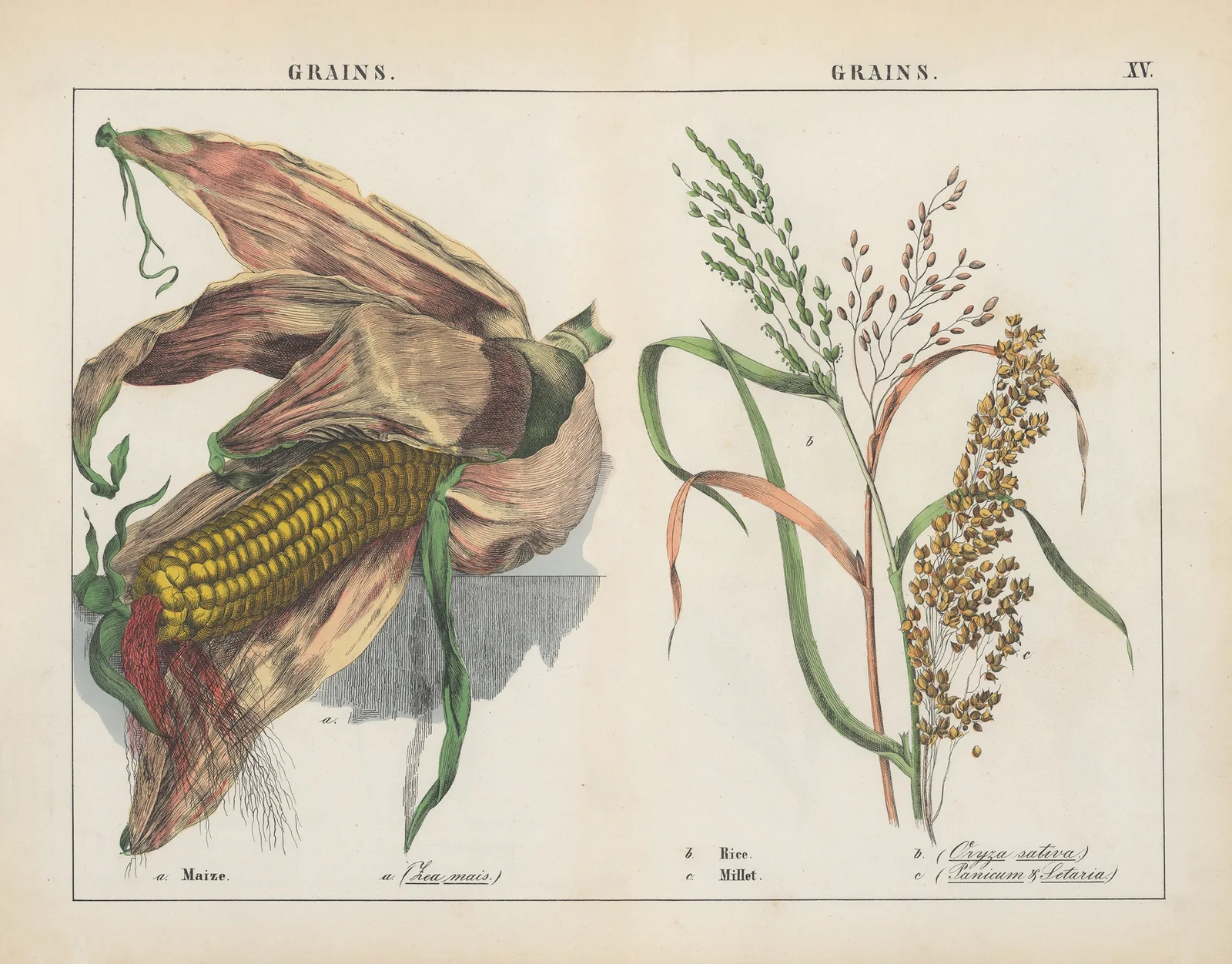 Grains (Maize, Rice, Millet) av Charlotte Mary Yonge