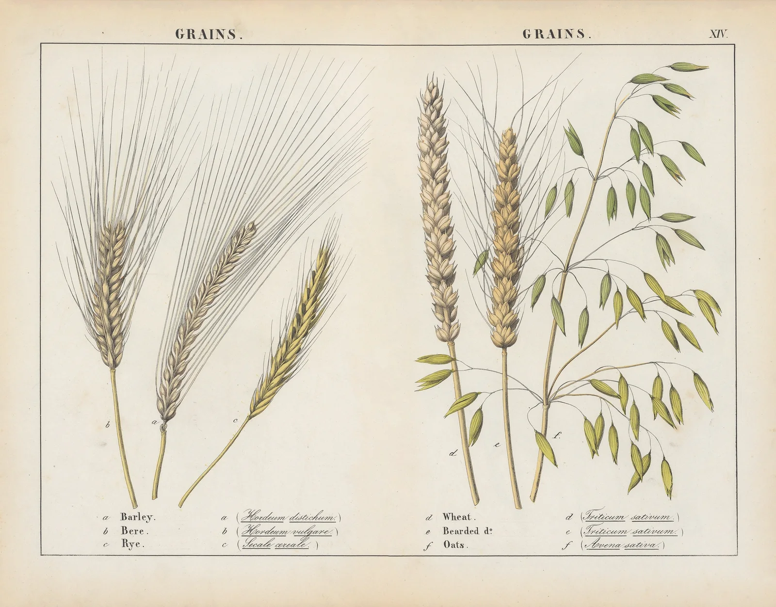 Grains av Charlotte Mary Yonge