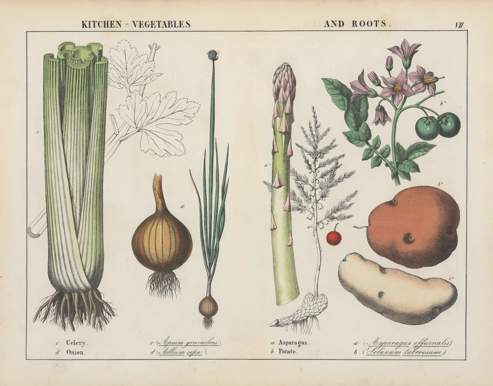 Kitchen vegetables and roots (Celery, Onion, Asparagus, Potato), 1858 – nr 2 av Charlotte Mary Yonge