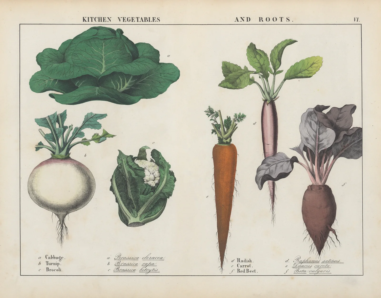 Kitchen vegetables and roots (Cabbage, Turnip, Brocoli), 1858 – nr 3 av Charlotte Mary Yonge