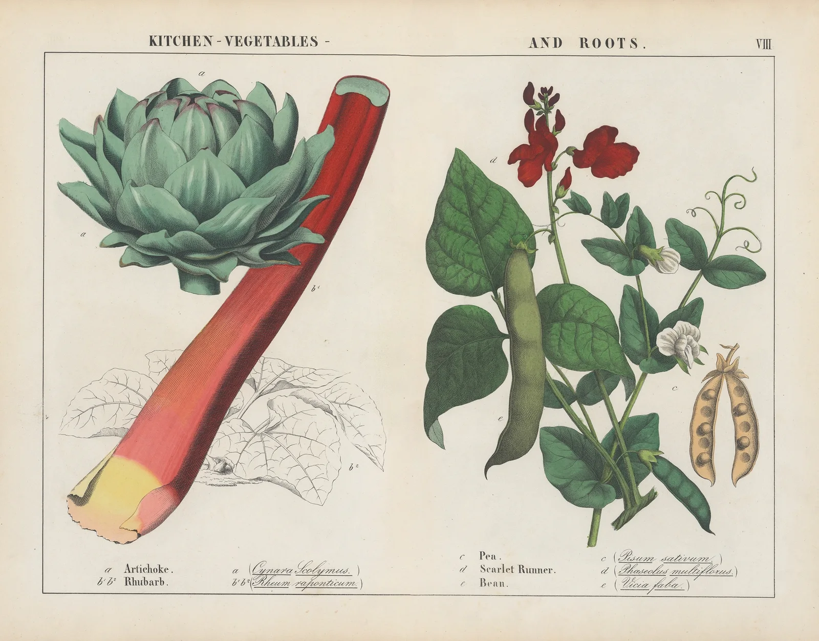 Kitchen, vegetables and roots (Artichoke, Rhubard, Pea) av Charlotte Mary Yonge
