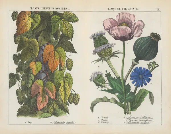 Plants useful in domestic, economy, the arts (Hop, Teasel, Poppy, Chicory), 1858 – nr 2 av Charlotte Mary Yonge