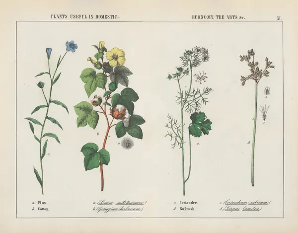 Plants useful in domestic, economy, the arts (Flax, Cotton, Coriander, Bulrush), 1858 – nr 3 av Charlotte Mary Yonge