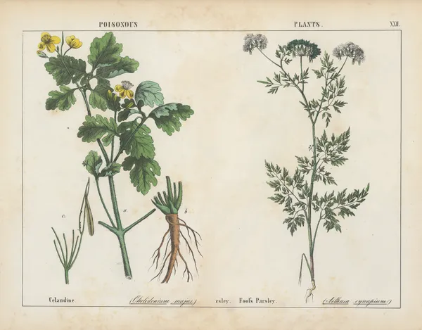 Poisonous Plants (Celandine, Fool’s Parsley), 1858 – nr 10 av Charlotte Mary Yonge
