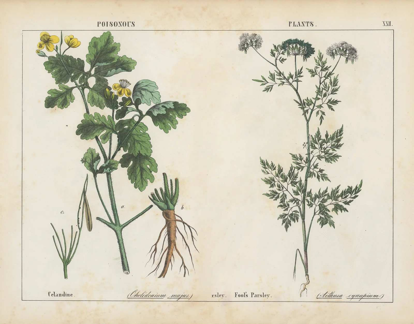 Poisonous Plants (Celandine, Fool’s Parsley) av Charlotte Mary Yonge