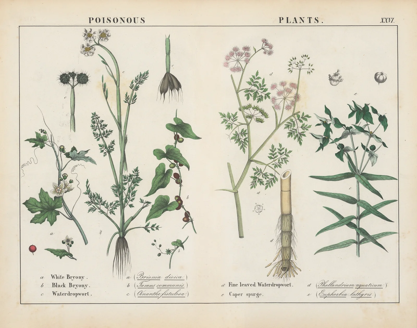 Poisonous Plants (Bryony, Waterdropwort, Caper Spurge), 1858 – nr 11 av Charlotte Mary Yonge