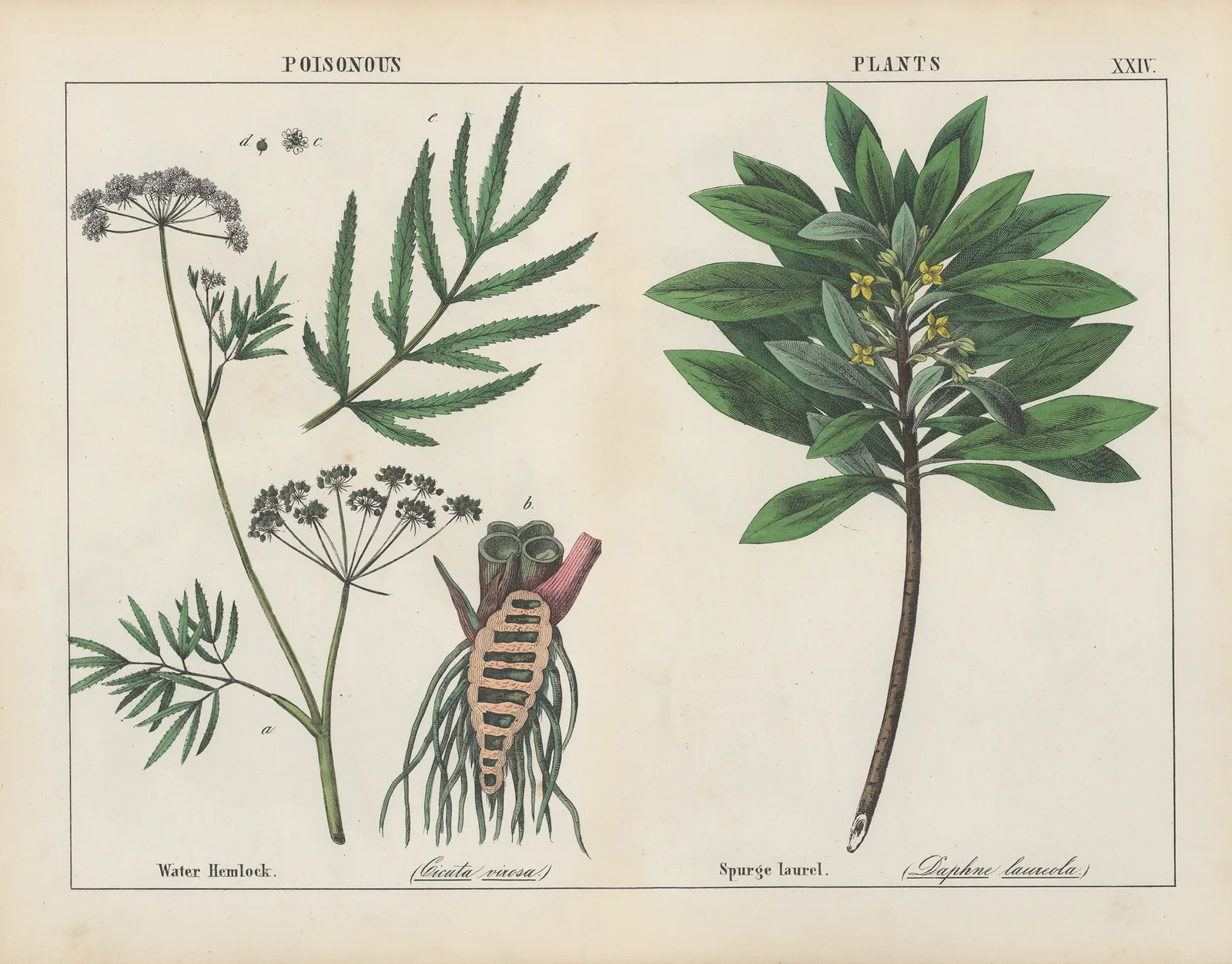 Poisonous Plants (Water Hemlock, Spurge Laurel) av Charlotte Mary Yonge