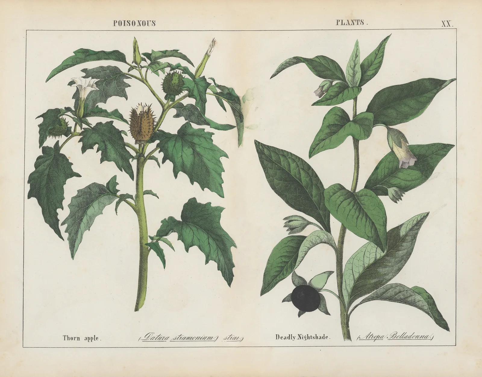 Poisonous Plants (Thorn apple, Deadly Nightshade), 1858 – nr 3 av Charlotte Mary Yonge