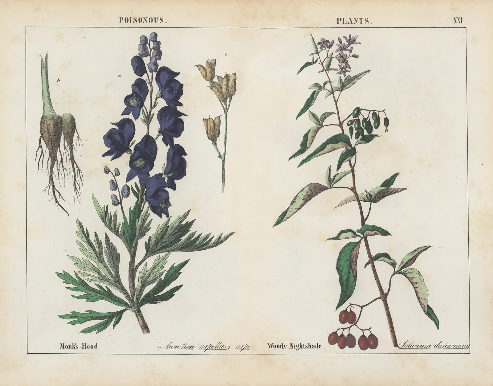 Poisonous Plants (Monk’s-Hood, Woody Nightshade), 1858 – nr 4 av Charlotte Mary Yonge