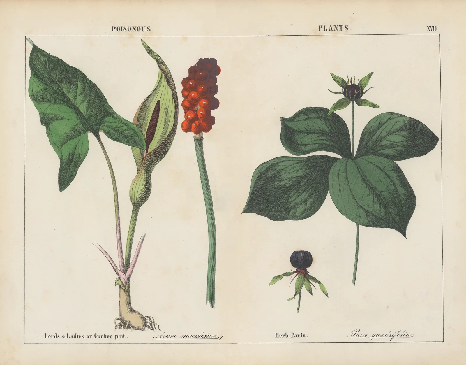 Poisonous Plants (Lords & Ladies, Herb Paris), 1858 – nr 6 av Charlotte Mary Yonge