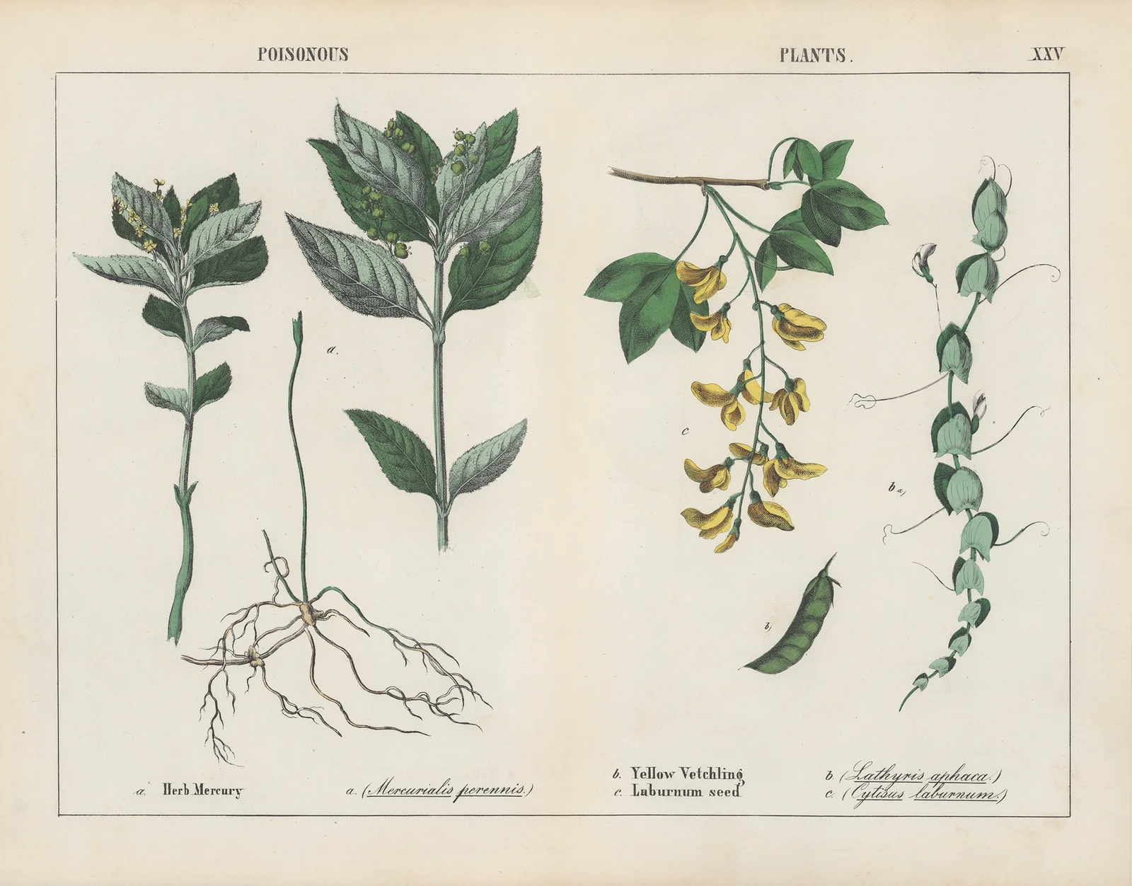 Poisonous Plants (Herb Mercury, Yellow Vetchling) av Charlotte Mary Yonge