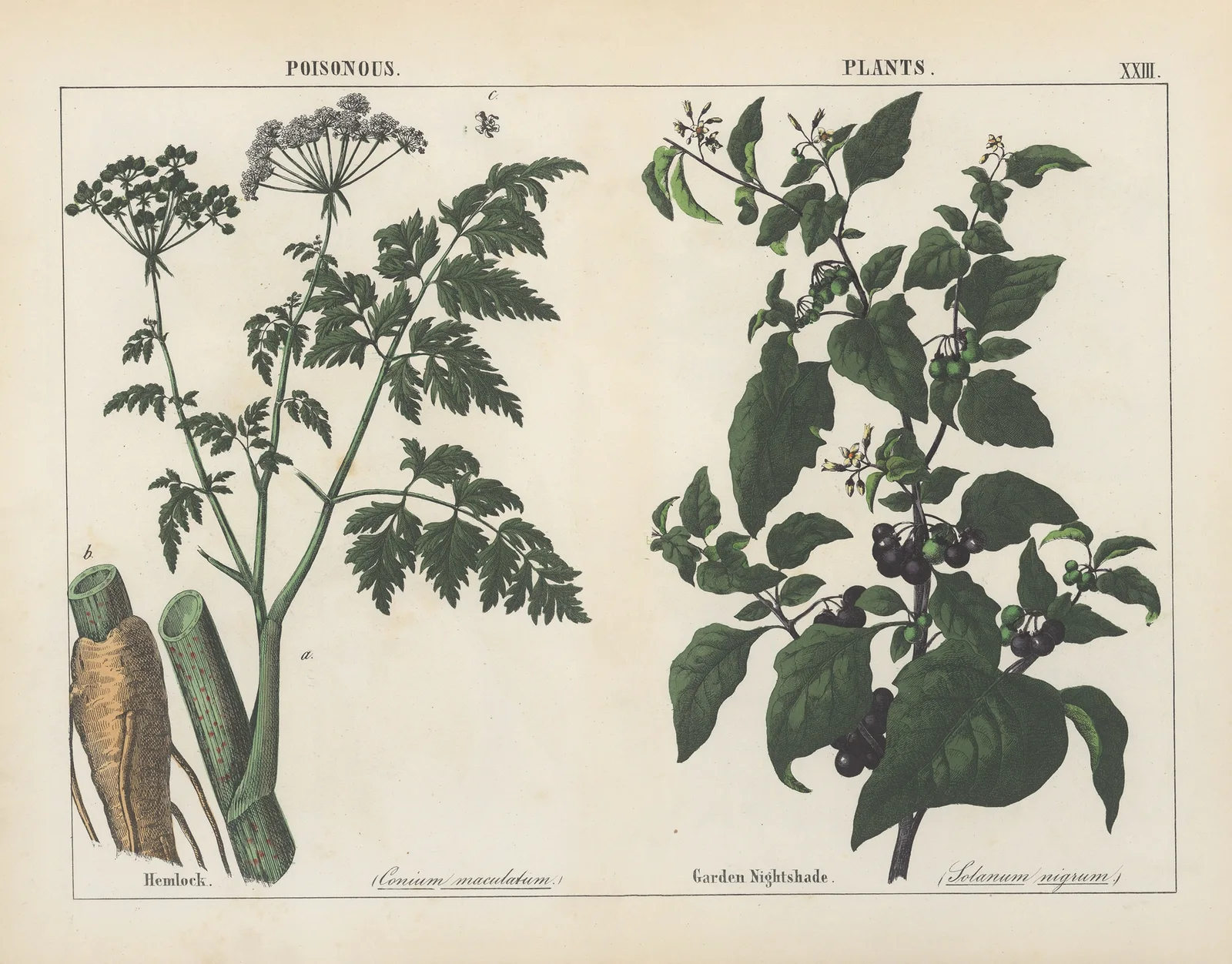 Poisonous Plants (Hemlock, Garden Nightshade), 1858 – nr 8 av Charlotte Mary Yonge