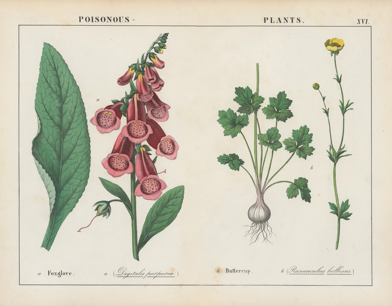Poisonous Plants (Foxglove, Buttercup), 1858 – nr 9 av Charlotte Mary Yonge