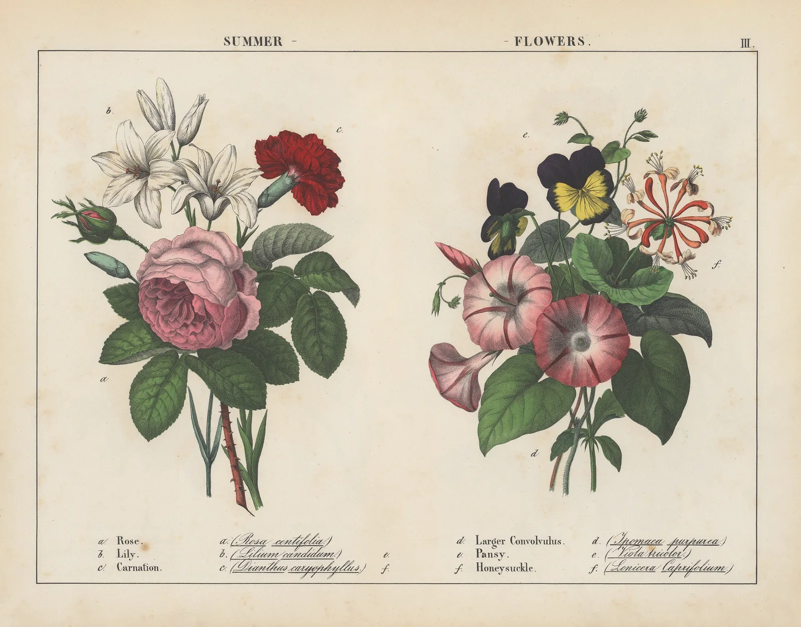 Summer Flowers av Charlotte Mary Yonge
