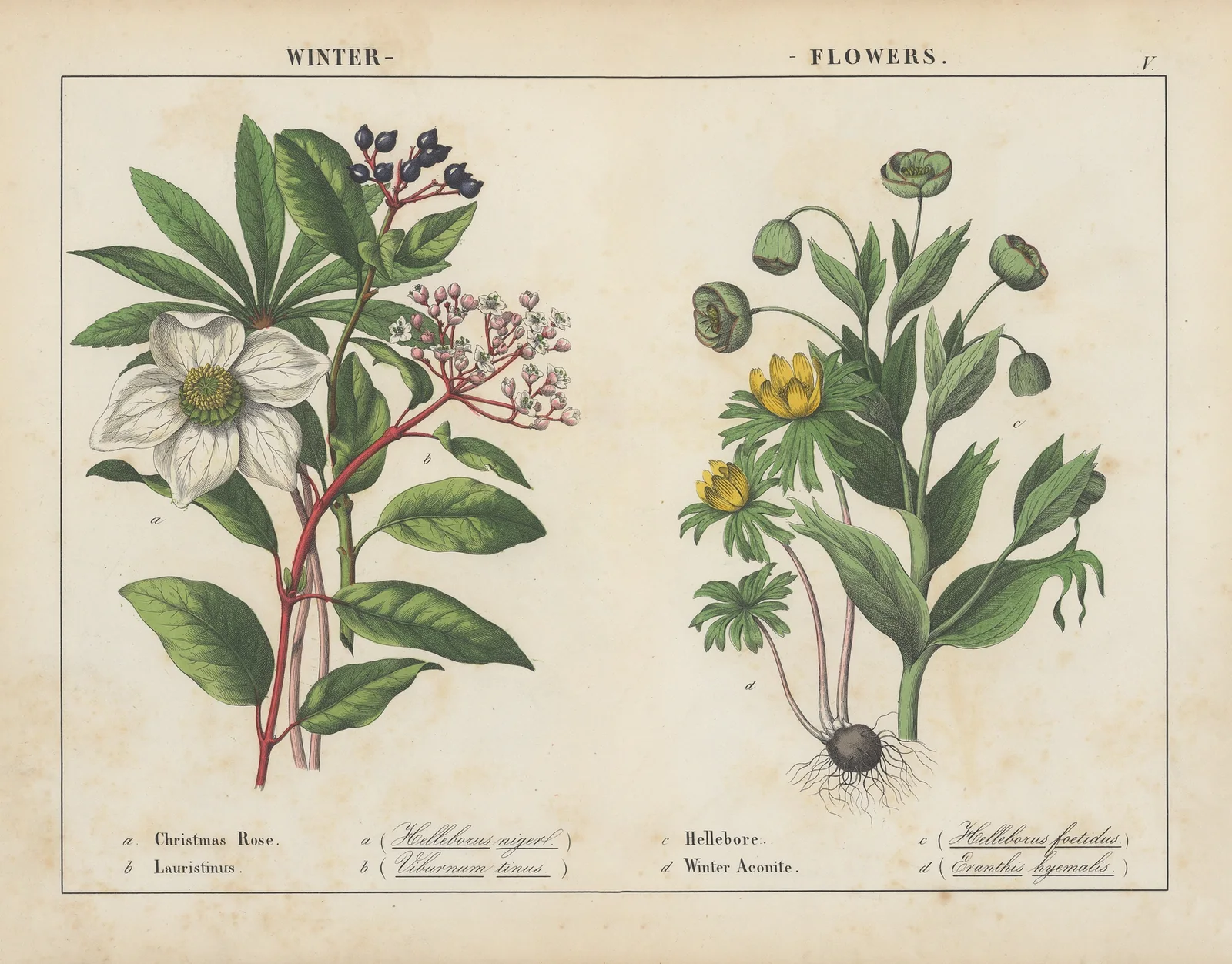 Winter Flowers av Charlotte Mary Yonge