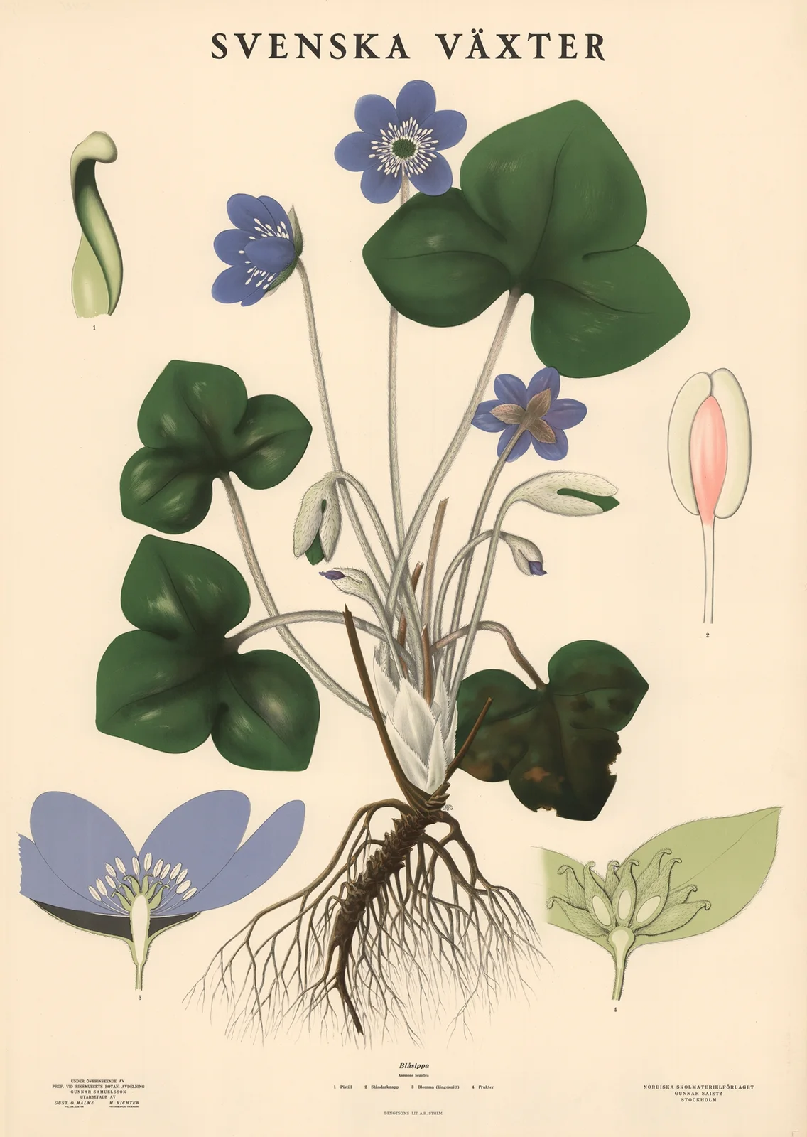 Blåsippa, Anemone hepatica av Max Richter