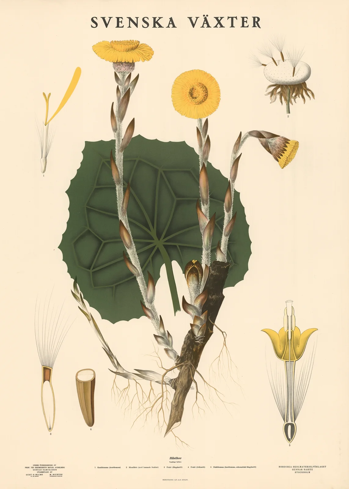 Hästhov (Tussilago farfara) av Max Richter