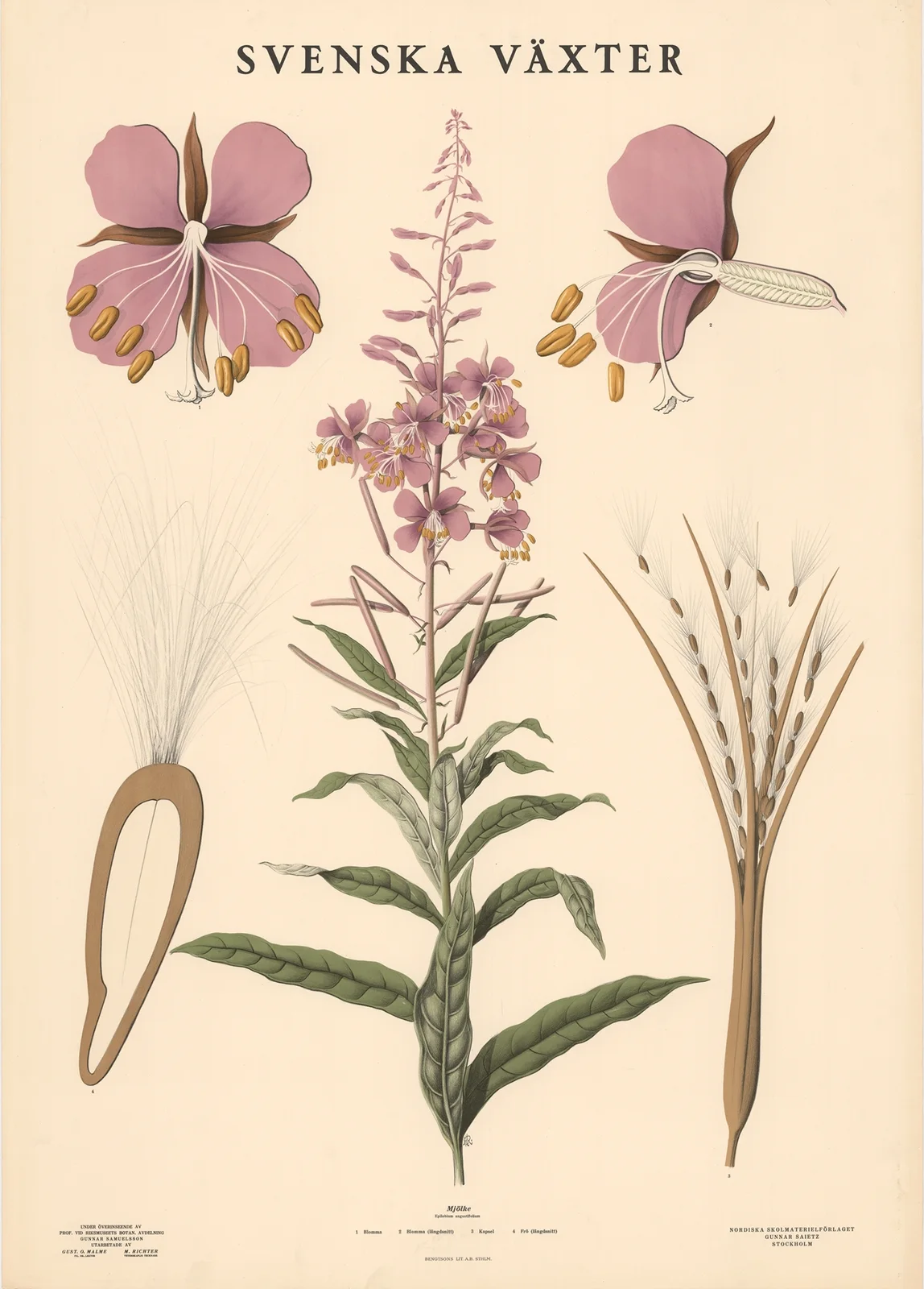 Mjölke (Epilobium angustifolium) av Max Richter