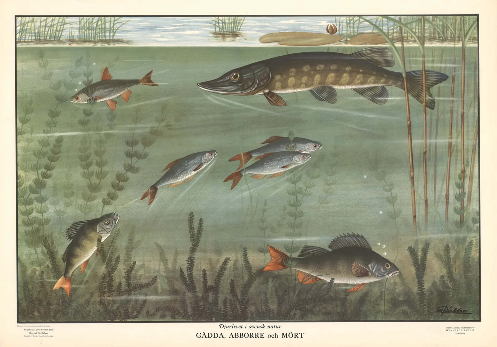 Pike, perch and roach av Max Richter