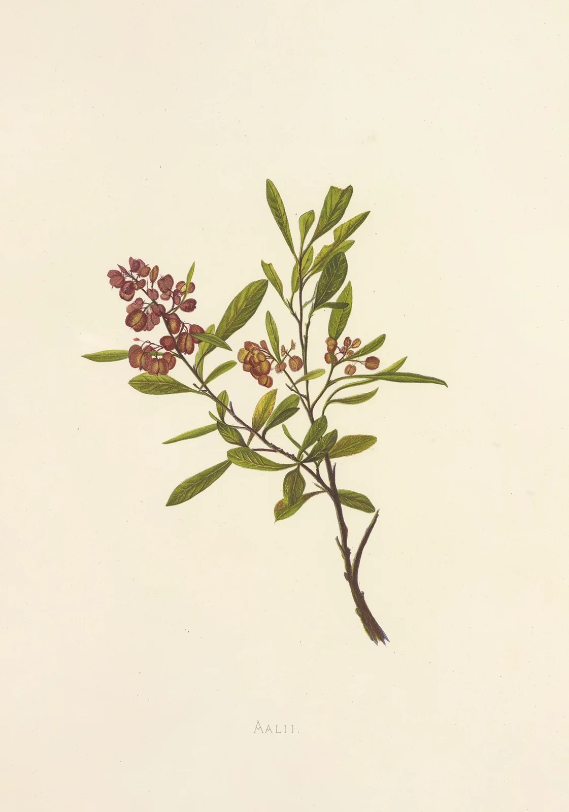 Aalii av Isabella McHutcheson Sinclair